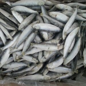 Frozen Sprats 1KG