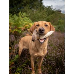 Natural Cow horn marrow