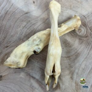 Lambs leg