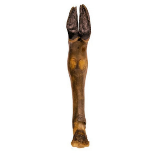 Lambs leg - Image 2