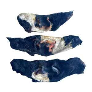 Cow Nose with fur