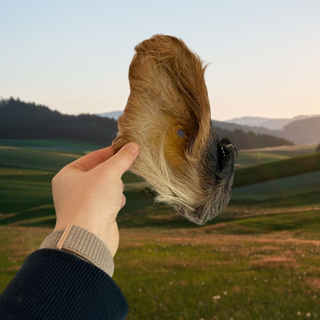 Hairy Cows Ear - Image 2