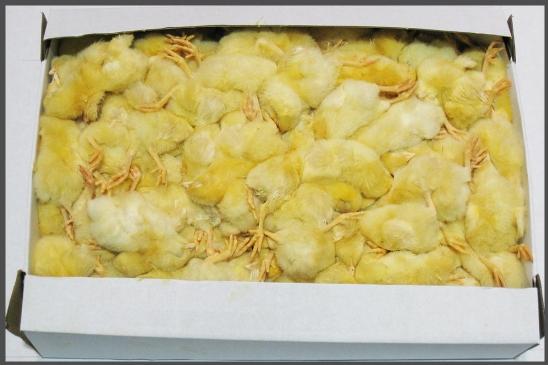 Day Old Chicks